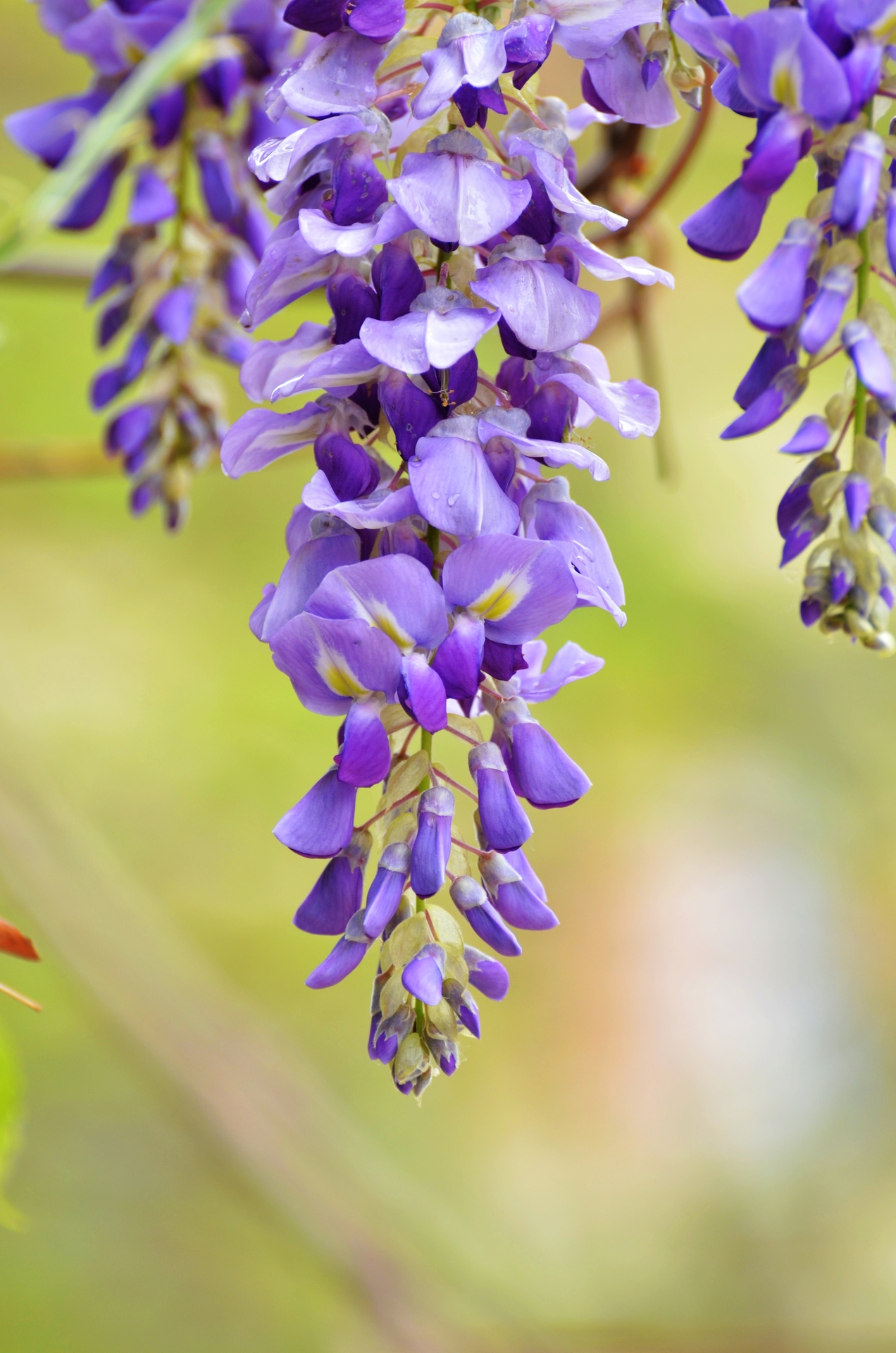 梧桐紫藤花(新购70-300试机)