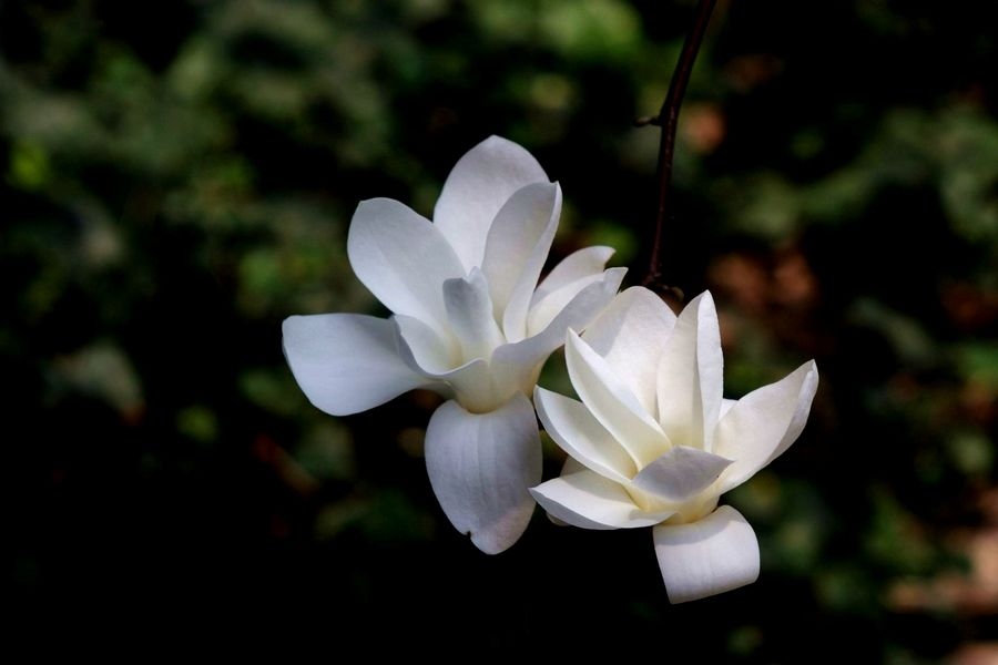 四个品种玉兰花
