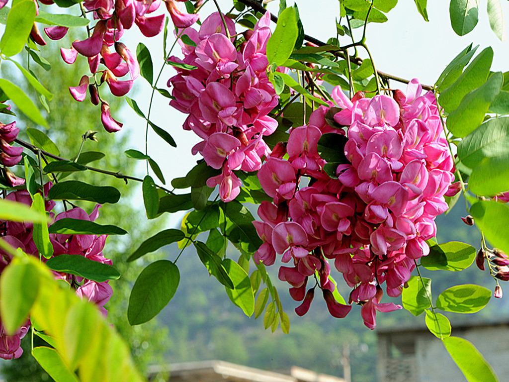 看看我拍摄的红槐花漂亮吗?