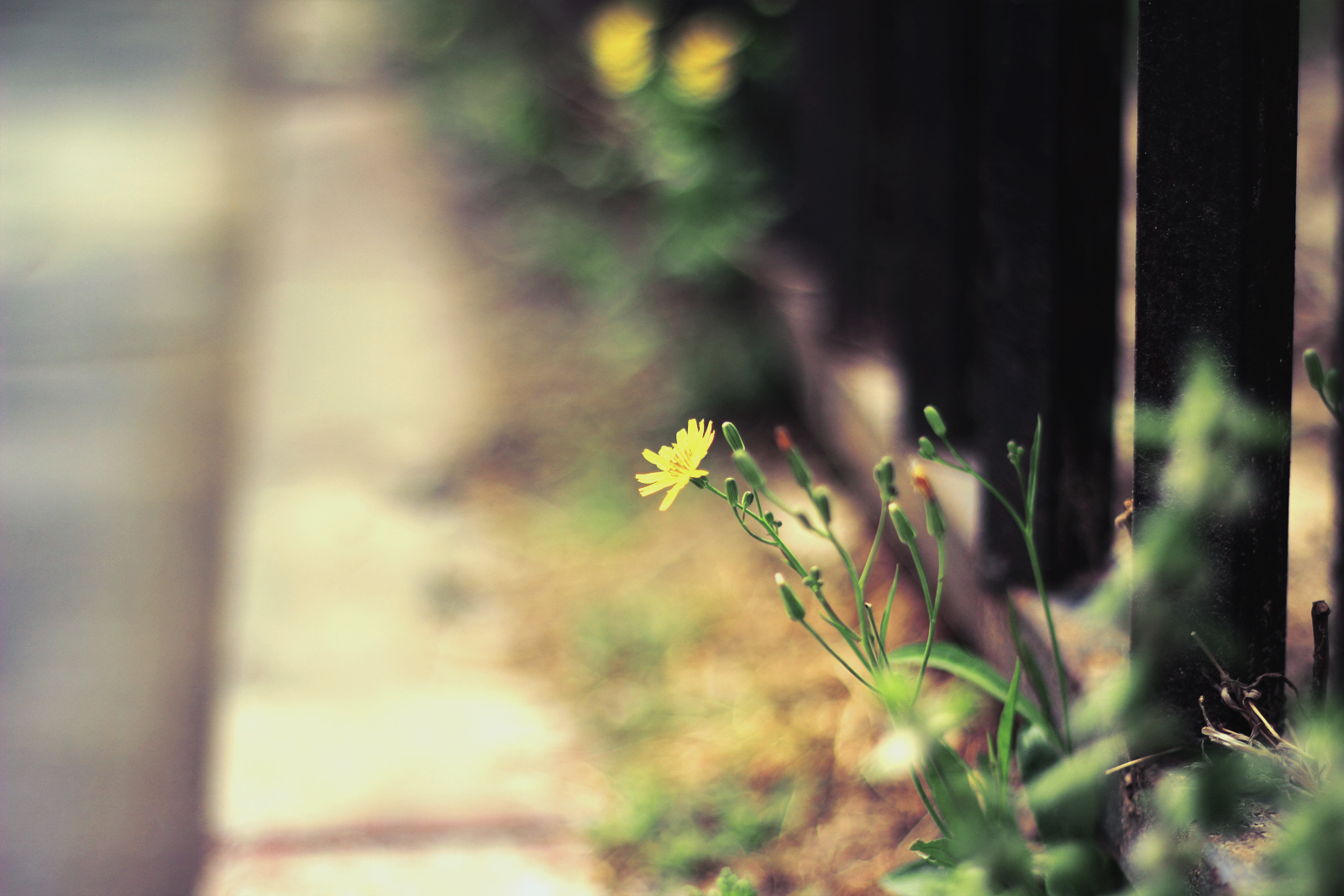 60d 50mm 1.8 对焦总是不好,是不是都是这样