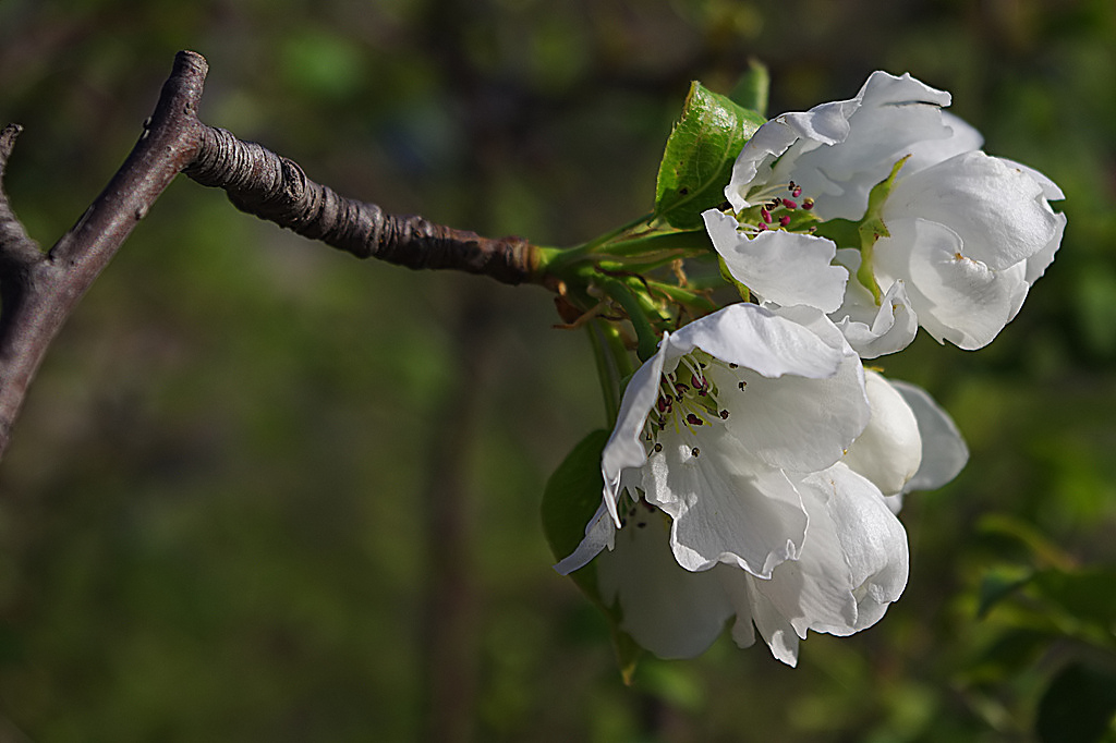 山梨花,杏花,樱桃花,盆栽桃花四花齐放.