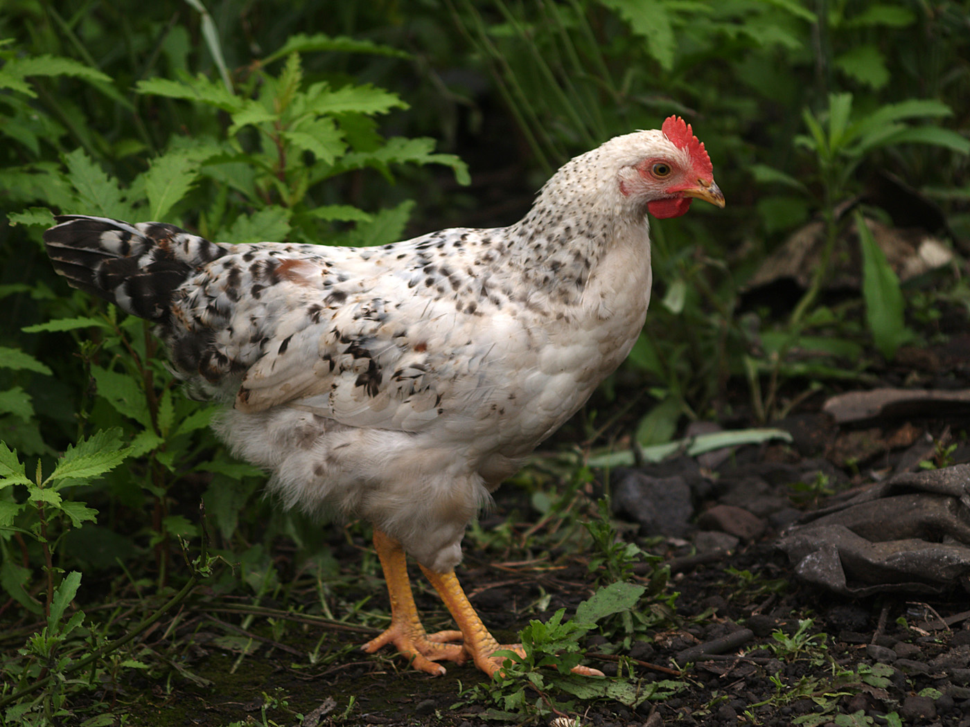 50-120天育成鸡优质引种 60-120日龄育成鸡低价销售 鹤壁 惠民青年鸡养殖中心-食品商务网