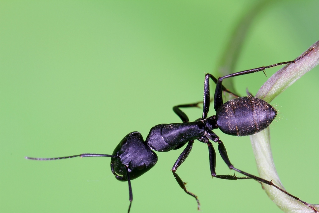 拟黑多刺蚁--练习微距最好找的模特