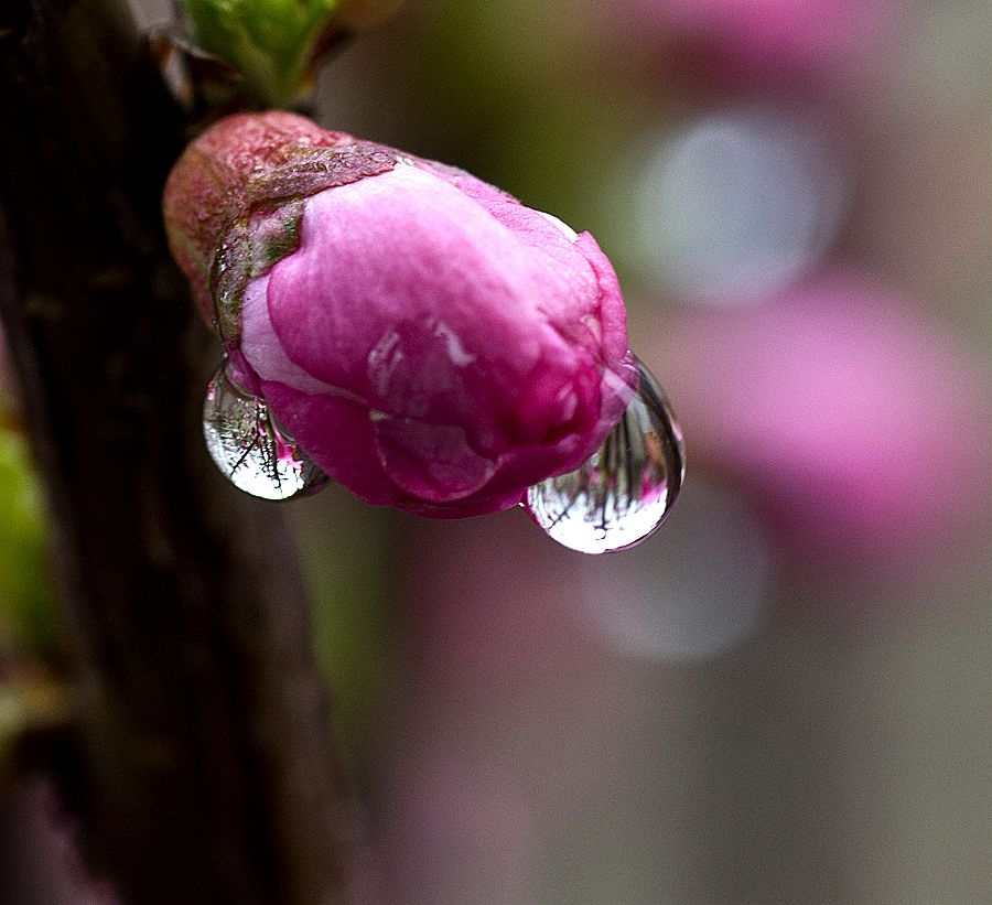 雨中花