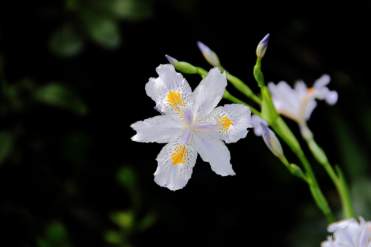 鸢尾草