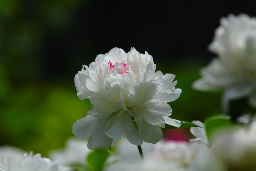 白芍药--花语