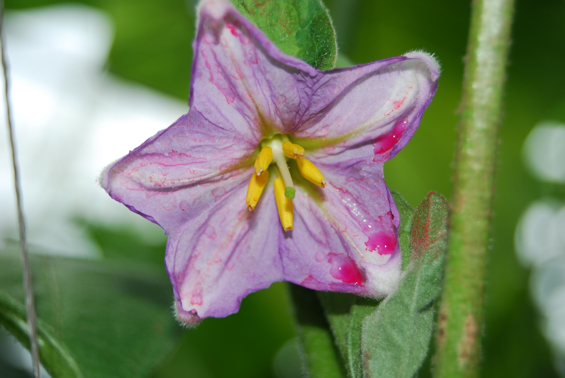 茄子花