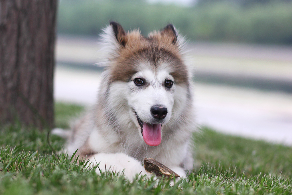 我家阿拉斯加雪橇犬"妞妞"