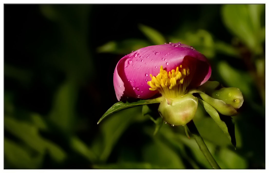 芍药花苞