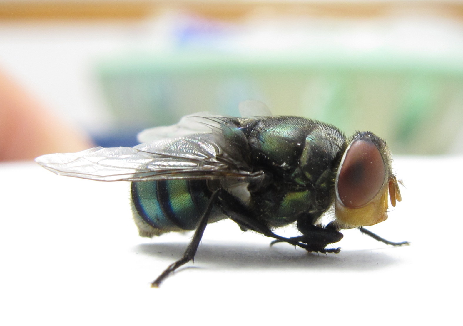 微距苍蝇也很漂亮_佳能g12论坛