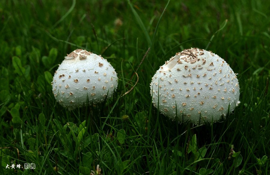 毒蘑菇_致命白毒伞_毒蘑菇图片