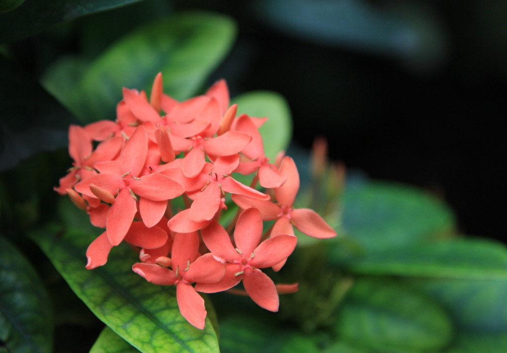 三朵花