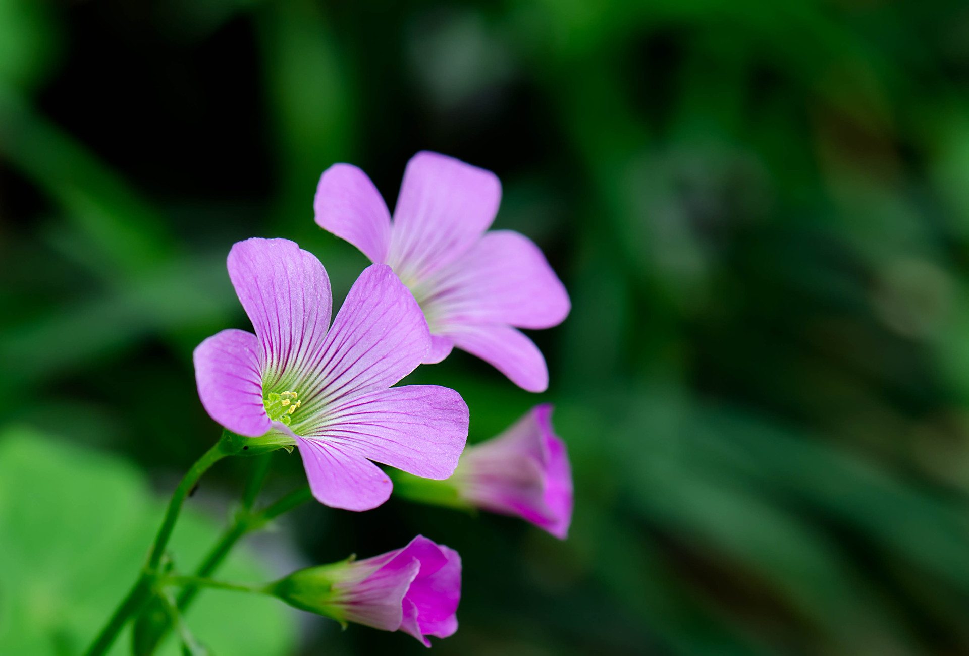 三叶草花