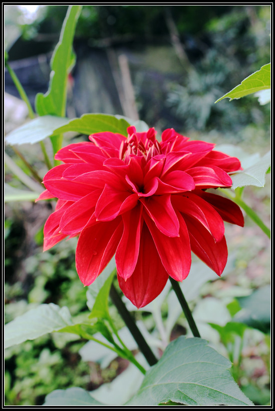 听说这是红苕花