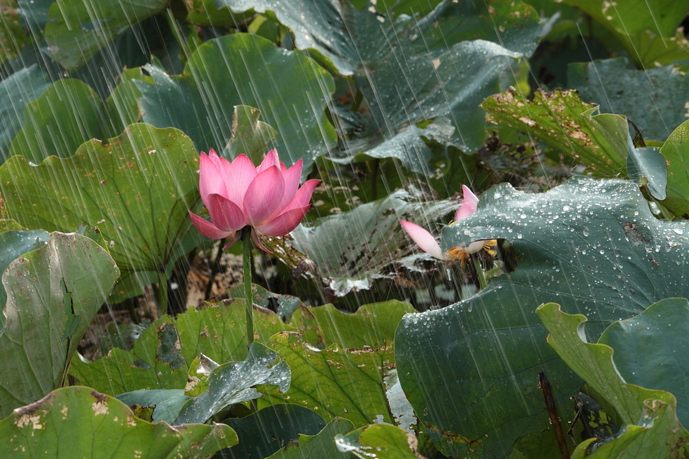 雨中荷