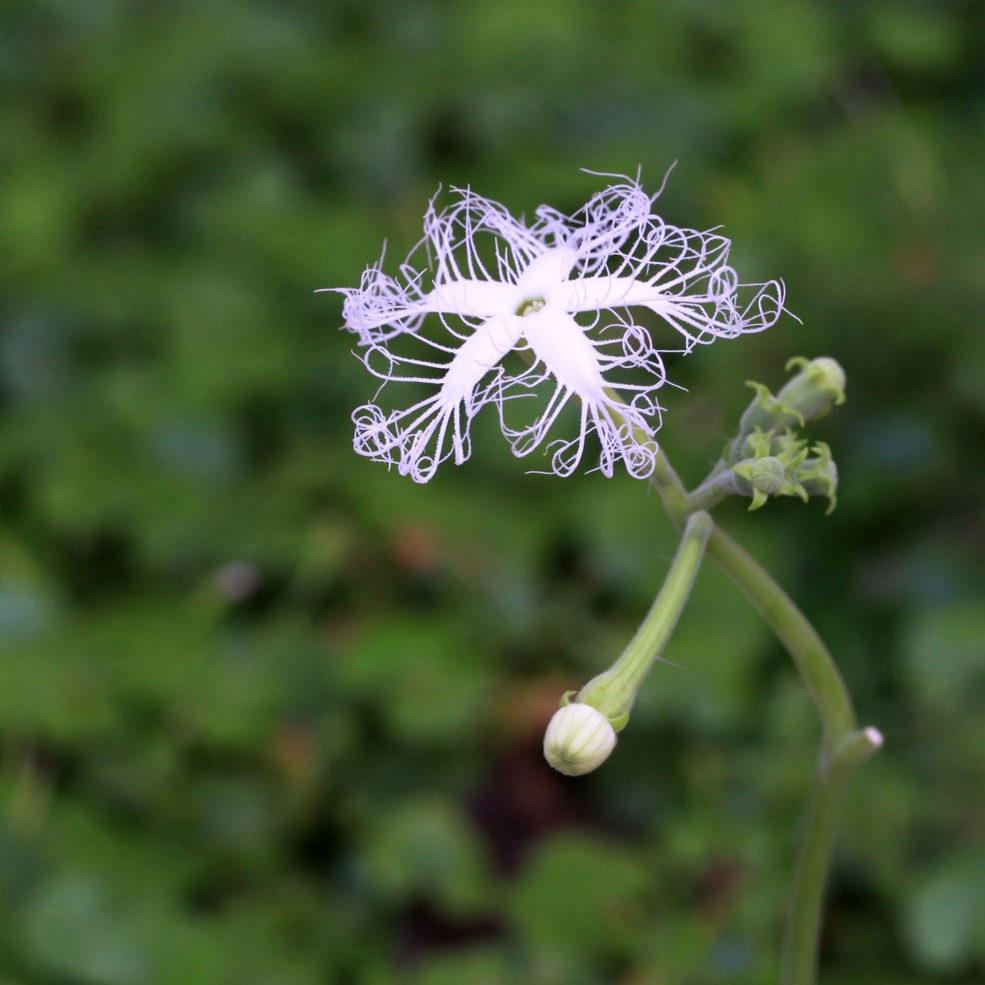 老鼠瓜花