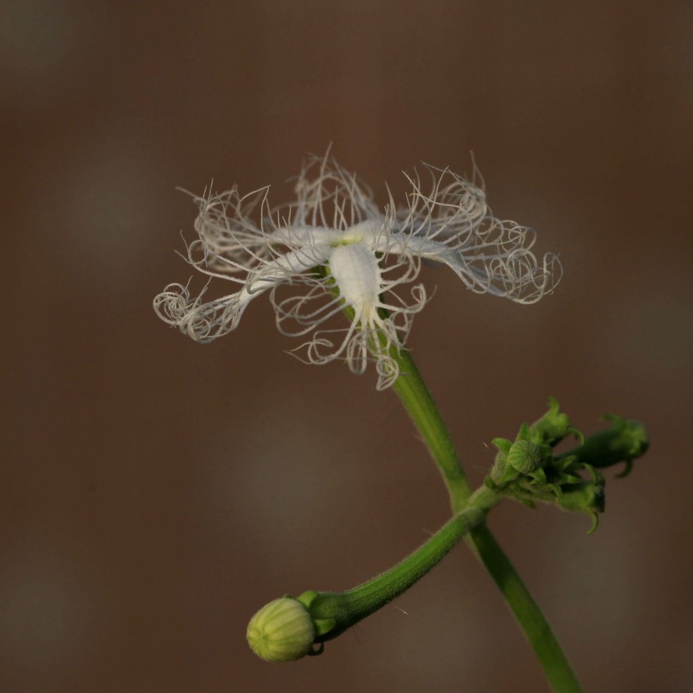 老鼠瓜花