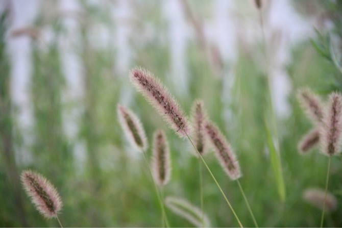 新手,鸡毛草,请指点