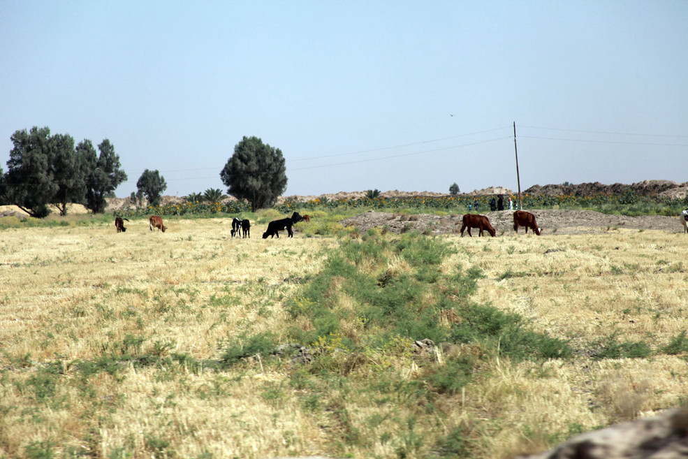 伊拉克见闻 - 田园风光_佳能5d mark ii论坛