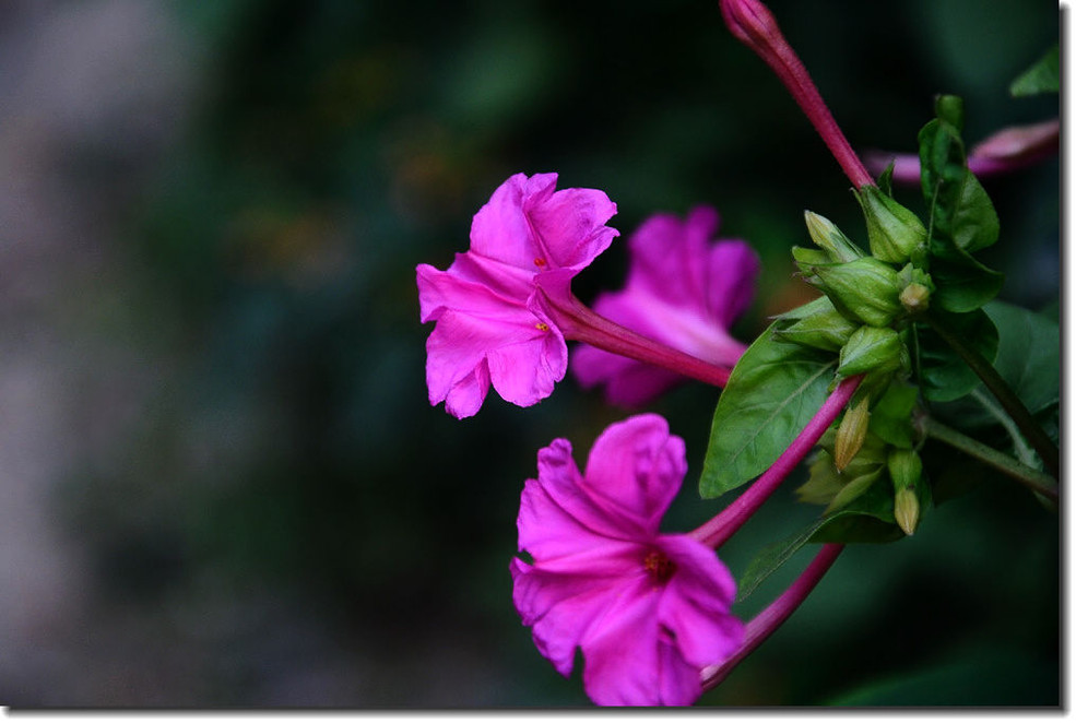 紫茉莉(地雷花)