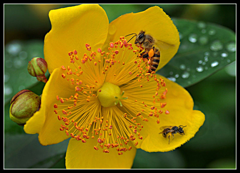 蜜蜂喜欢路边黄
