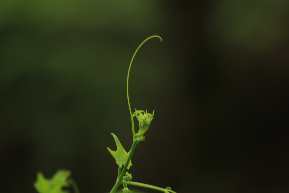 清芽