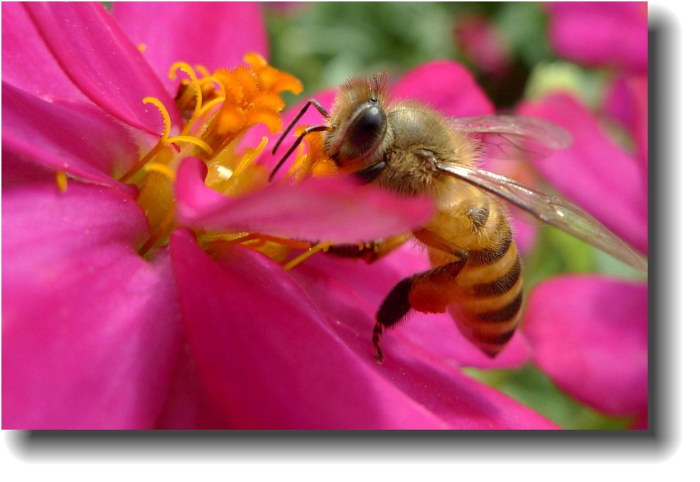 《小蜜蜂采花蜜》