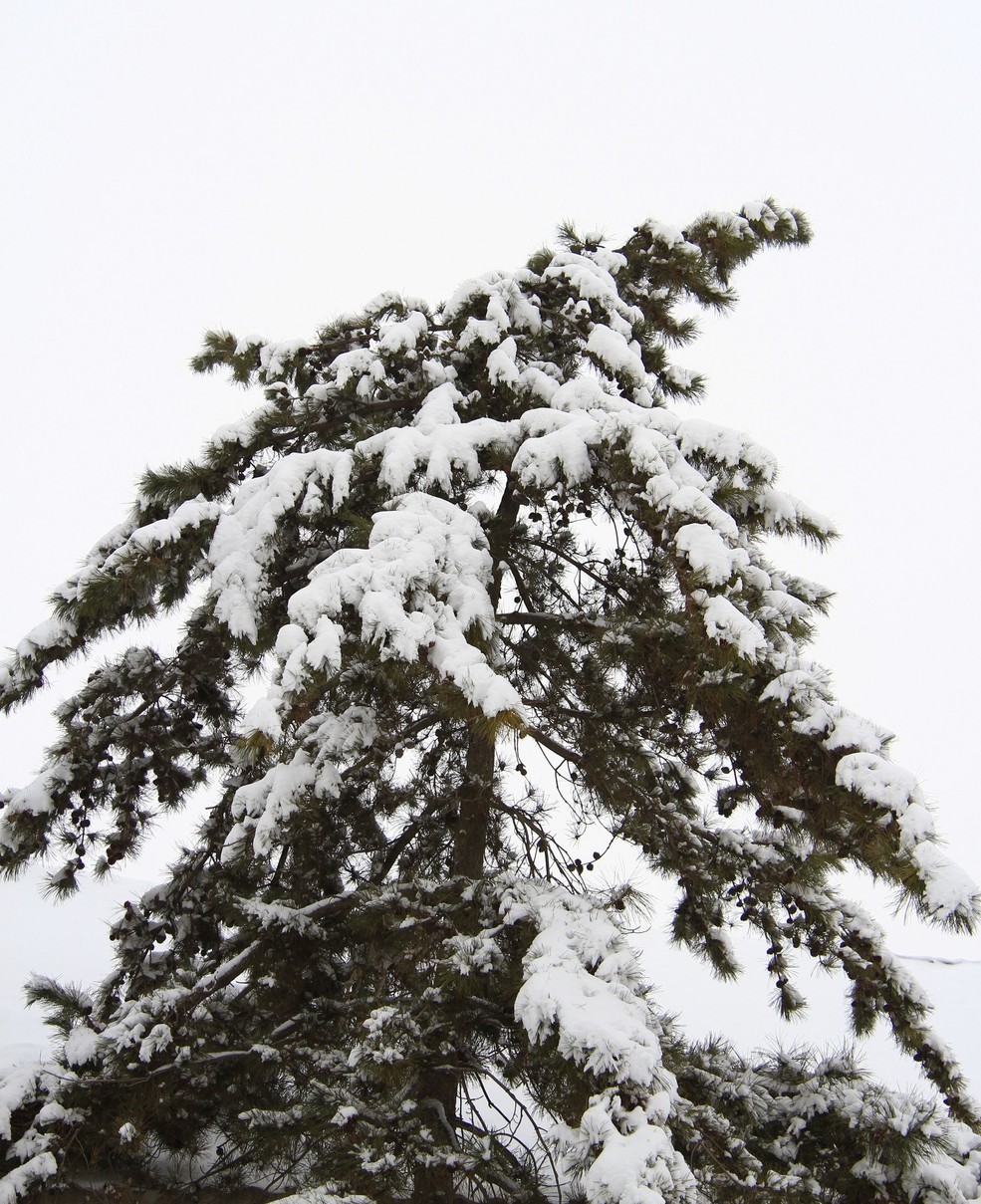 雪松(三种白平衡设置)_佳能7d论坛_太平洋电脑