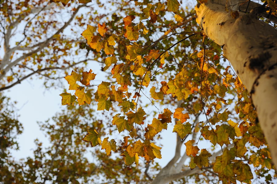 秋日法国梧桐树
