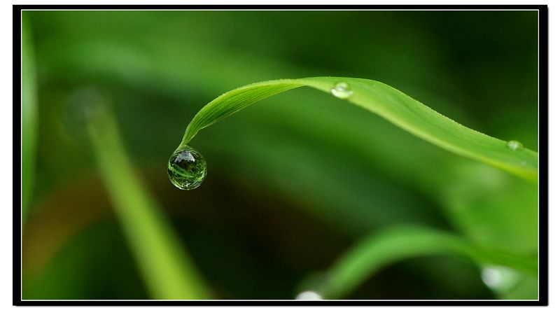 竹尖水珠