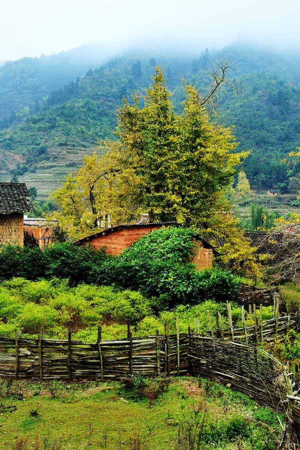 【南雄银杏之旅】——宁静的小山村