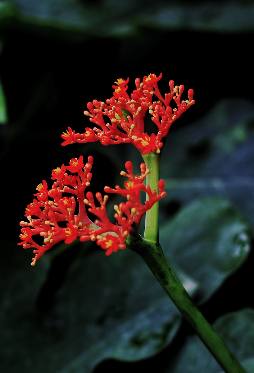 宜春花博园热带馆奇花异草.