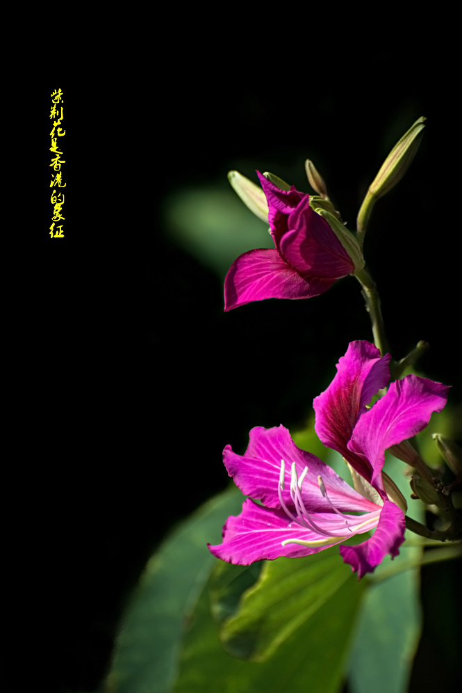 紫荆花花语