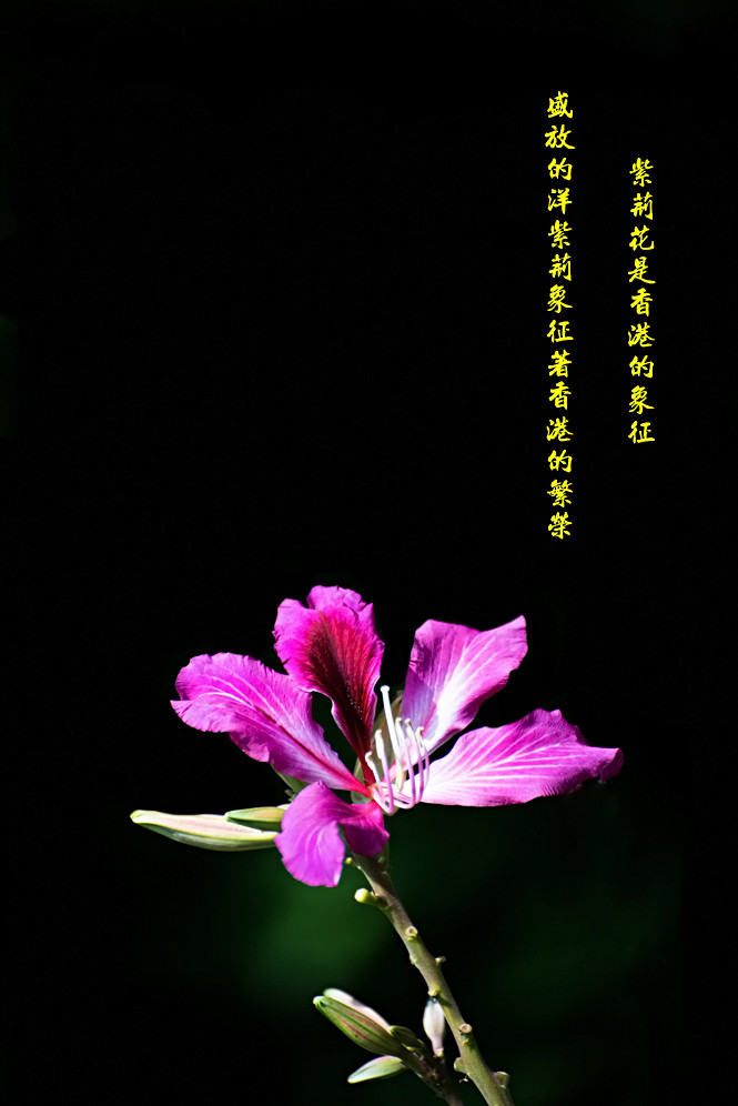 紫荆花花语