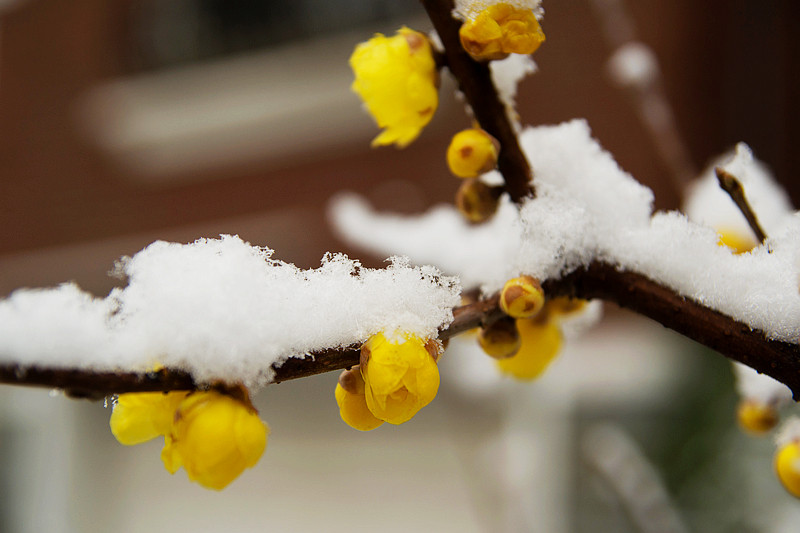 雪中腊梅