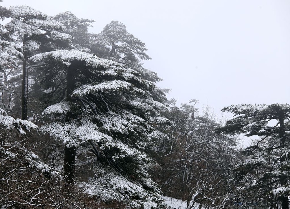 大美黄山雪中松树