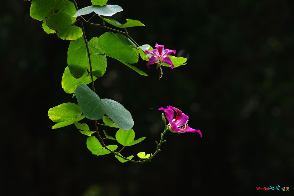 KR用啥头拍人像好点?(2)_宾得K-x论坛