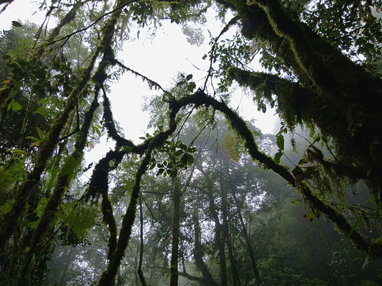 哀牢山原始森林