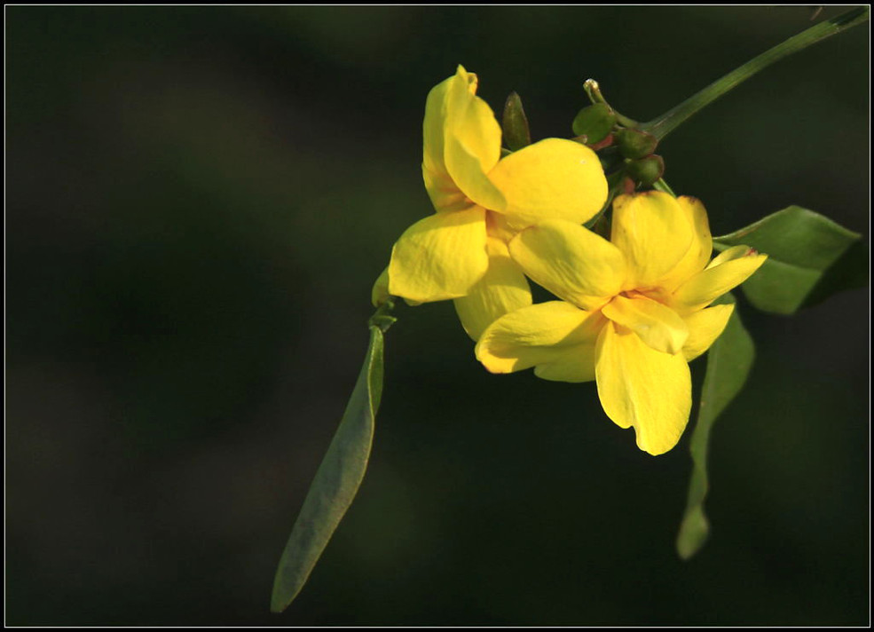 迎春花