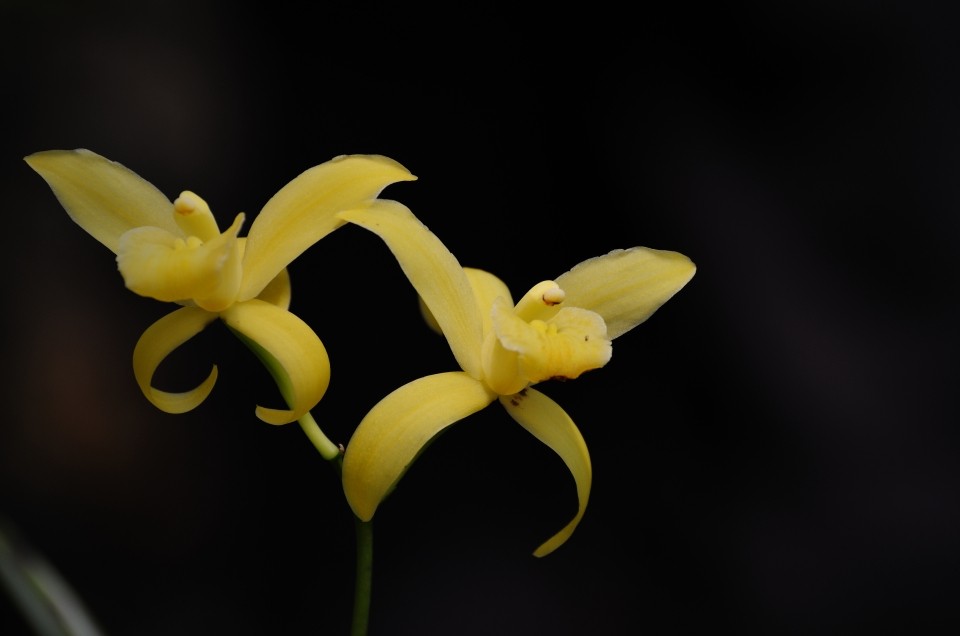 淡雅的兰花_尼康D7000论坛