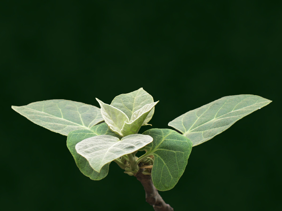 《PS制作纯净深绿色背景》--试验图片一张_尼