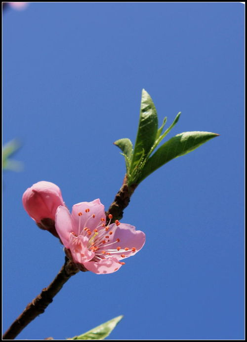 桃花运