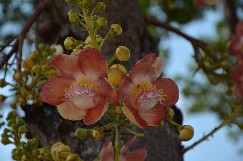 菩提树花