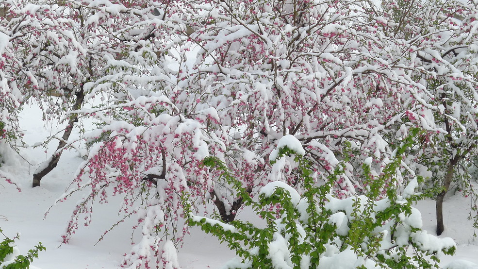 太原之三月桃花雪_松下LX5论坛