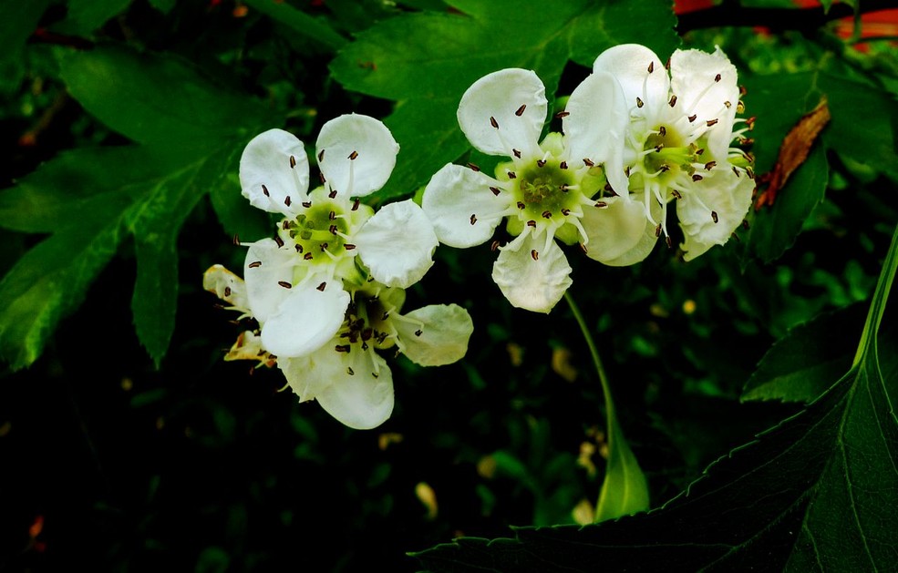 山里红(山楂)开花了_松下_太平洋电脑网