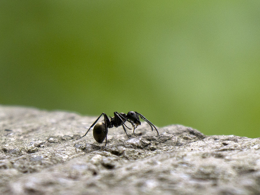 蚂蚁的秘密战争