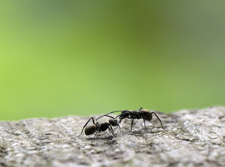 蚂蚁的秘密战争