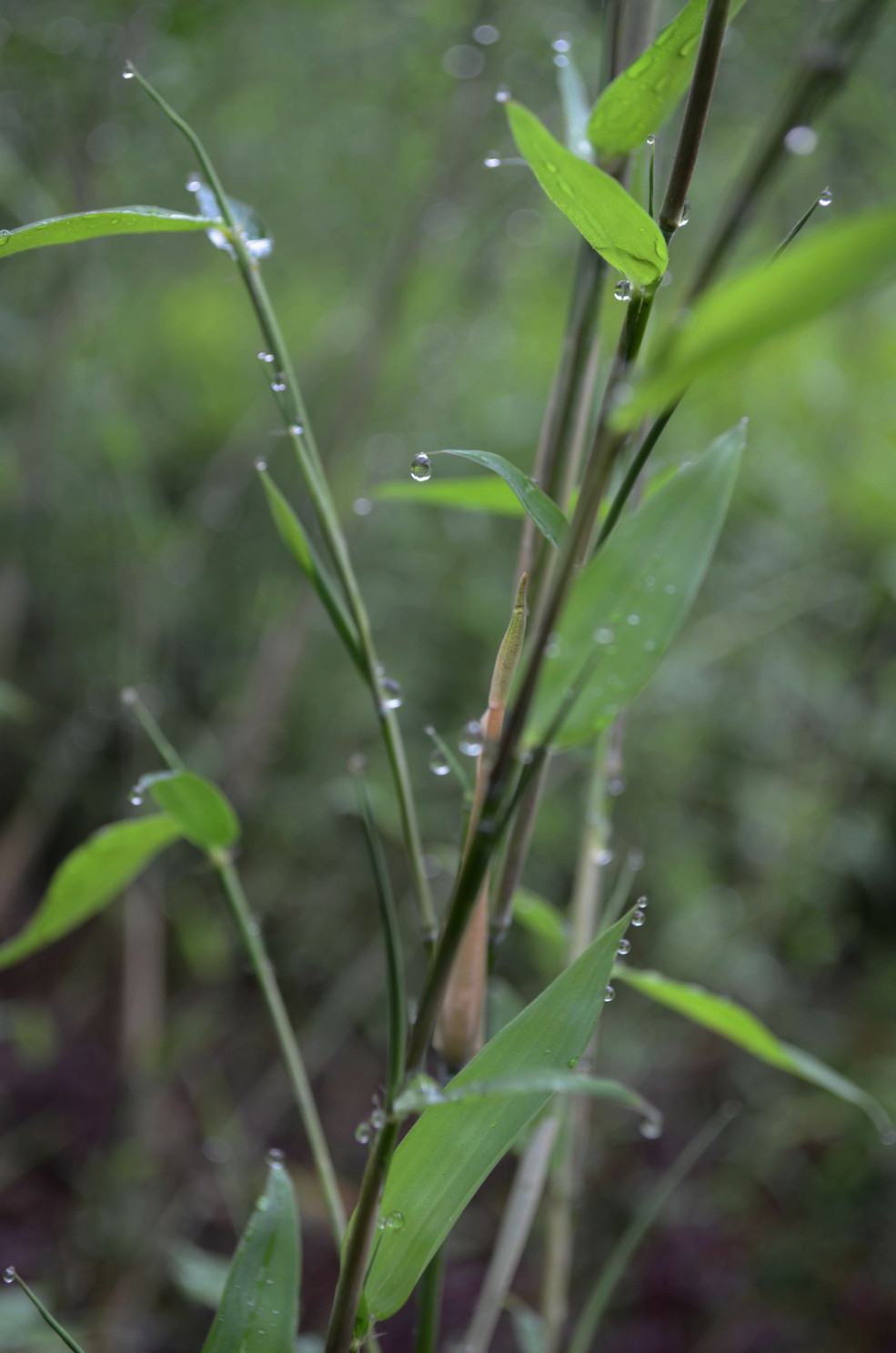 早晨 小雨过后