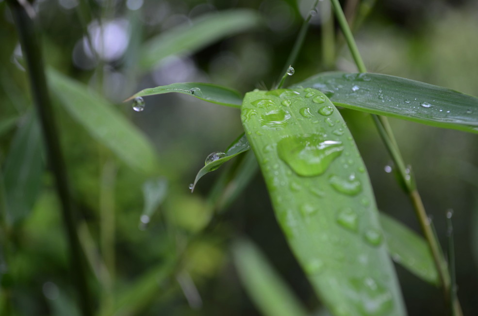 早晨 小雨过后