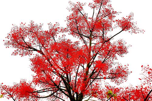 夏天的红花树